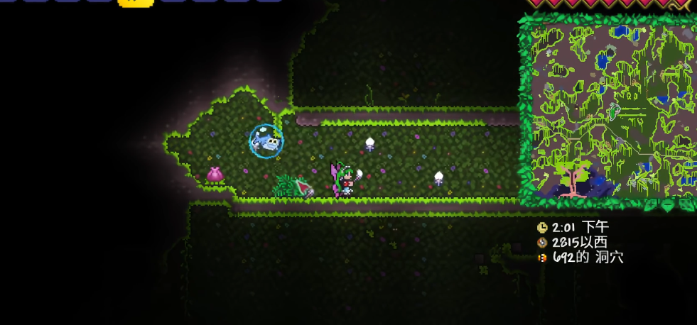 泰拉瑞亚如何找花苞